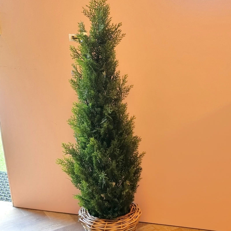 Conifer / Cedar Topiary 1.2m