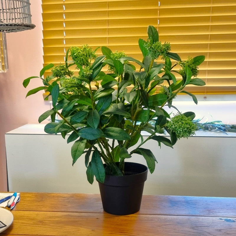 Japanese Skimmia Potted Plant 65cm