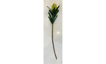 Native Protea green 58cm