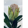 Native Protea green 58cm