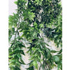 Ruscus Hanging Bush 173cm