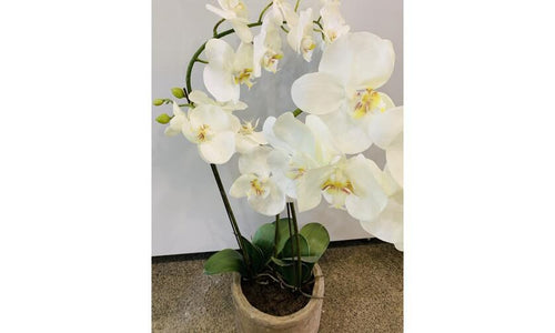 Orchid 3 Stem