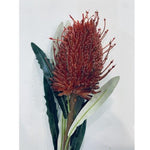 Banksia Cone Red